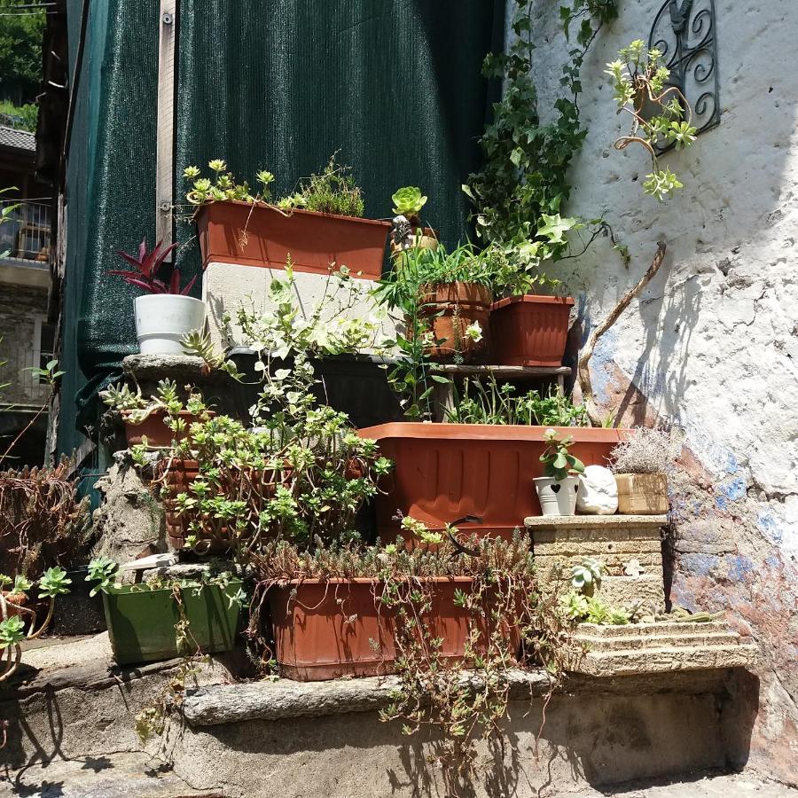 Apartment Bilocale Con Terrazzo Maggiore *